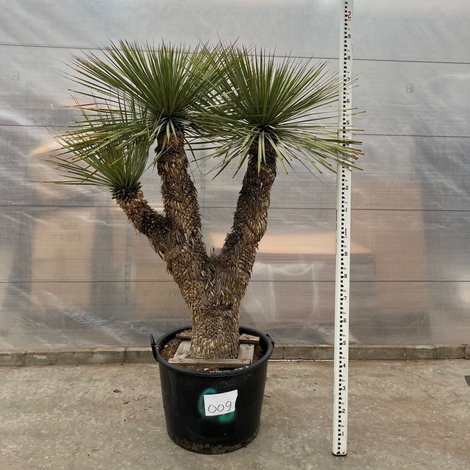 Yucca Rostrata Multistam 009 - 190cm, D 70