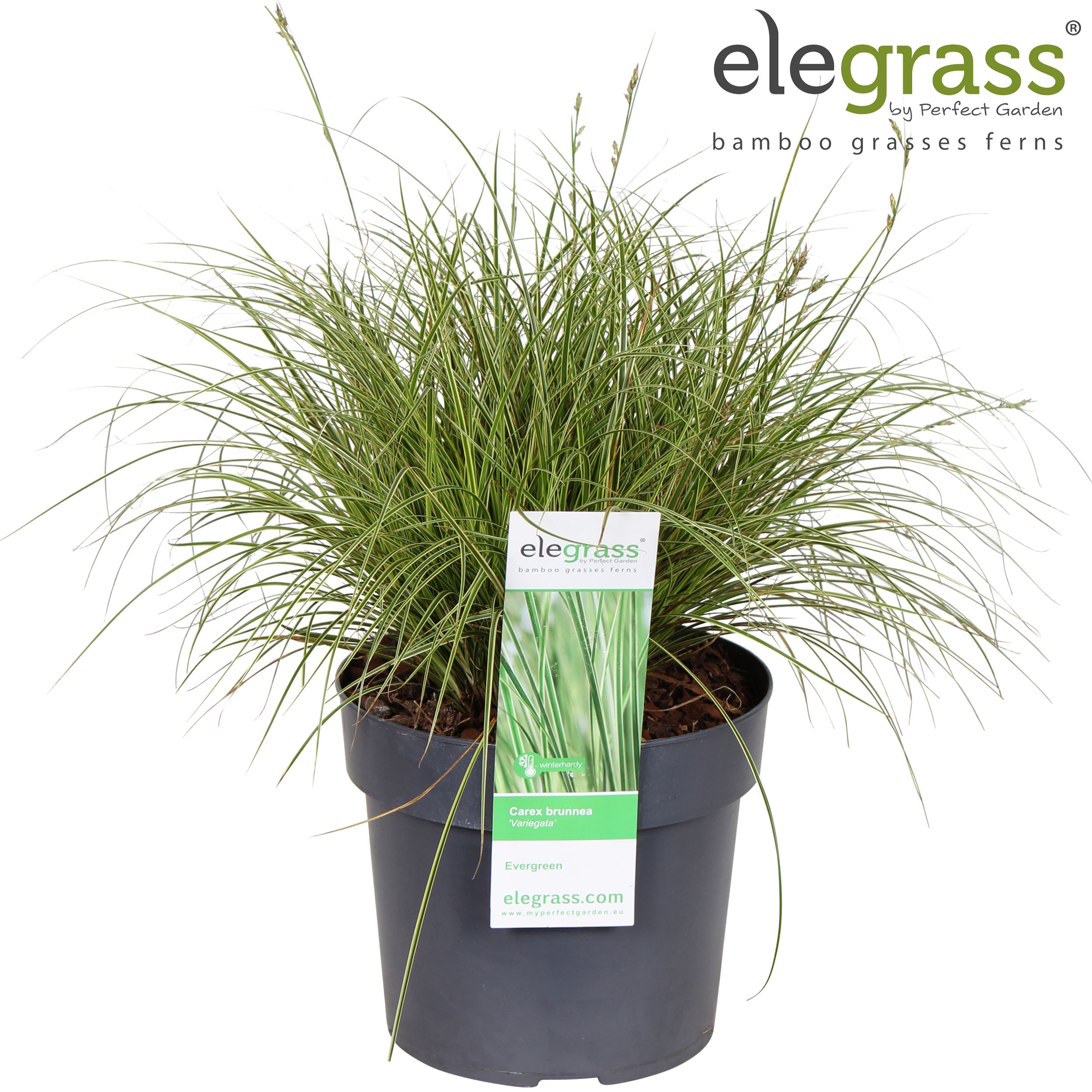 Carex brunnea 'Variegata' P19, D 19