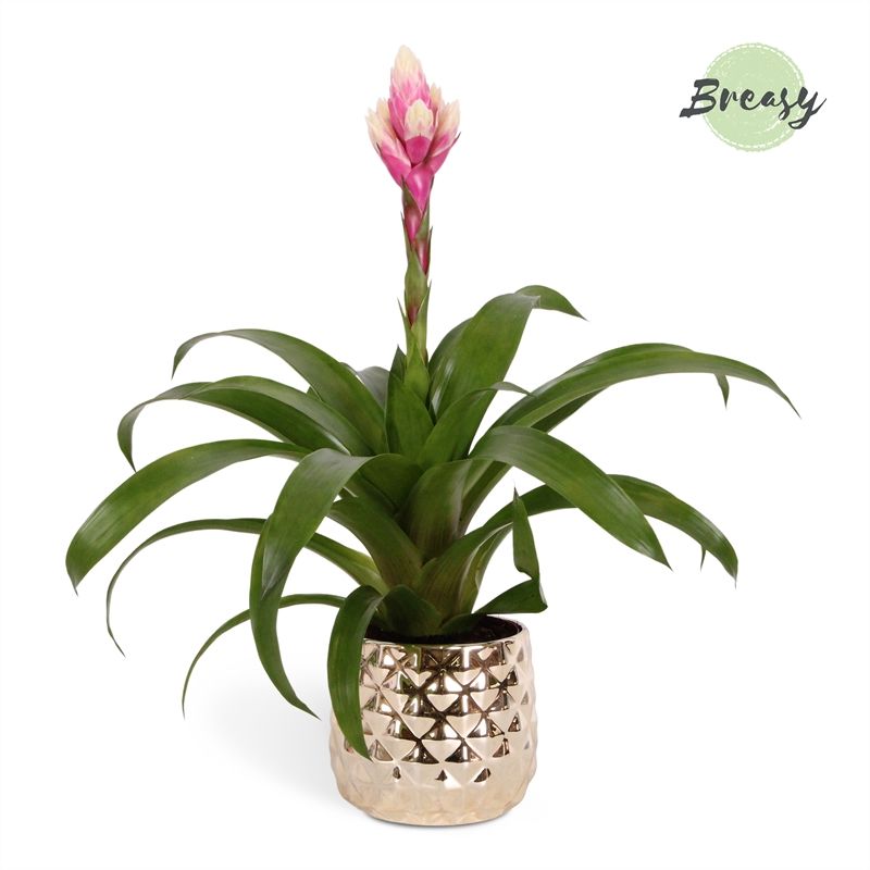 Guzmania Rockyflower Candy - 13cm in Royal Crown | Mimesis, D 12