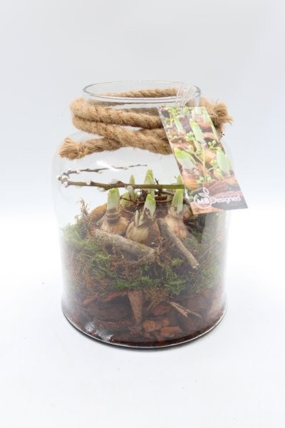 Narcis, glas Venice L, D 20