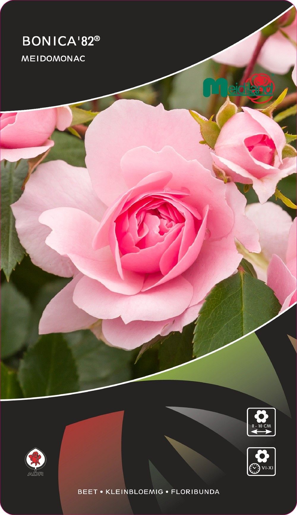 Rosa (TH) Bonica'82®, D 17