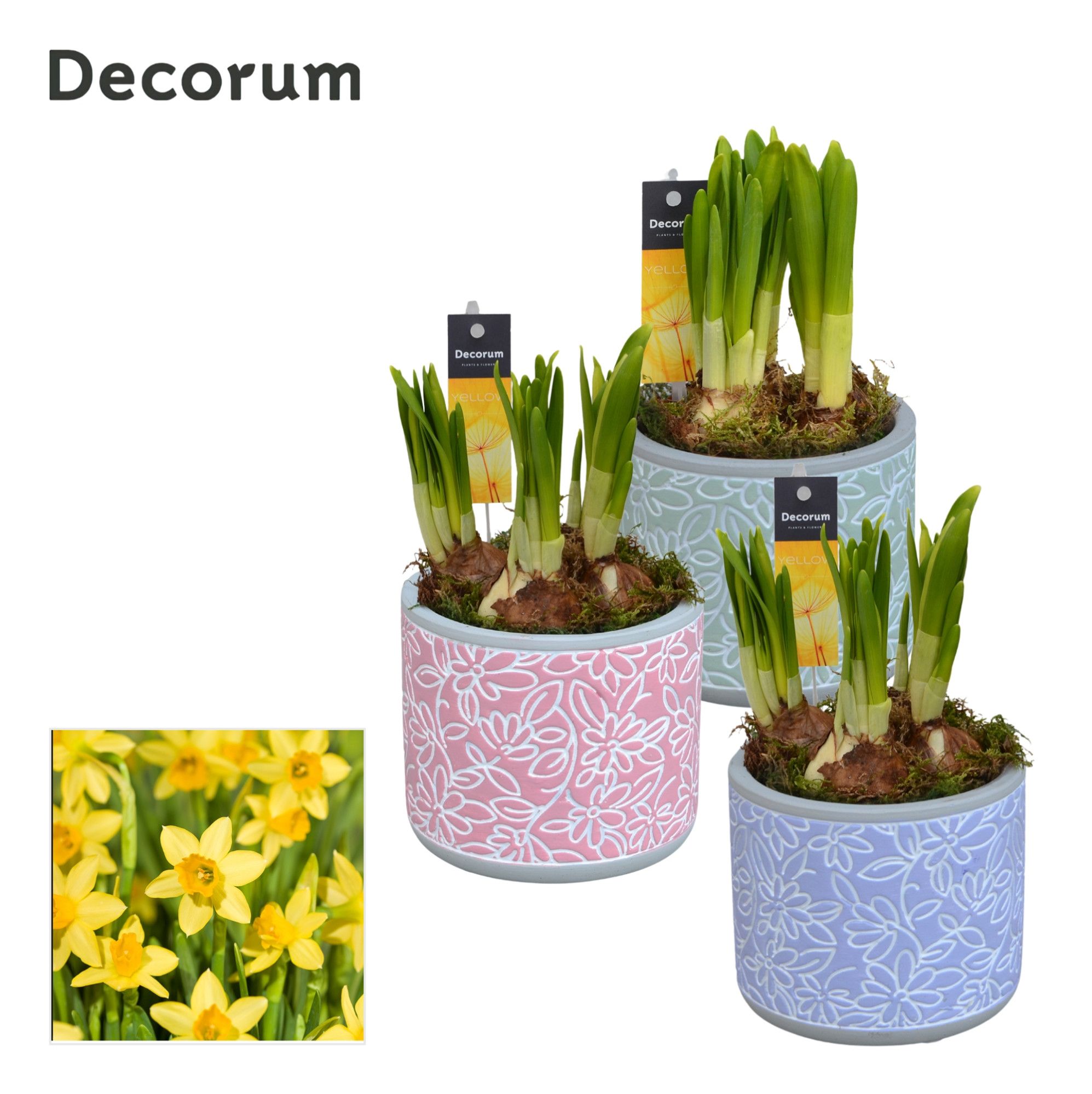 Narcis Flores GM HL14457, D 9