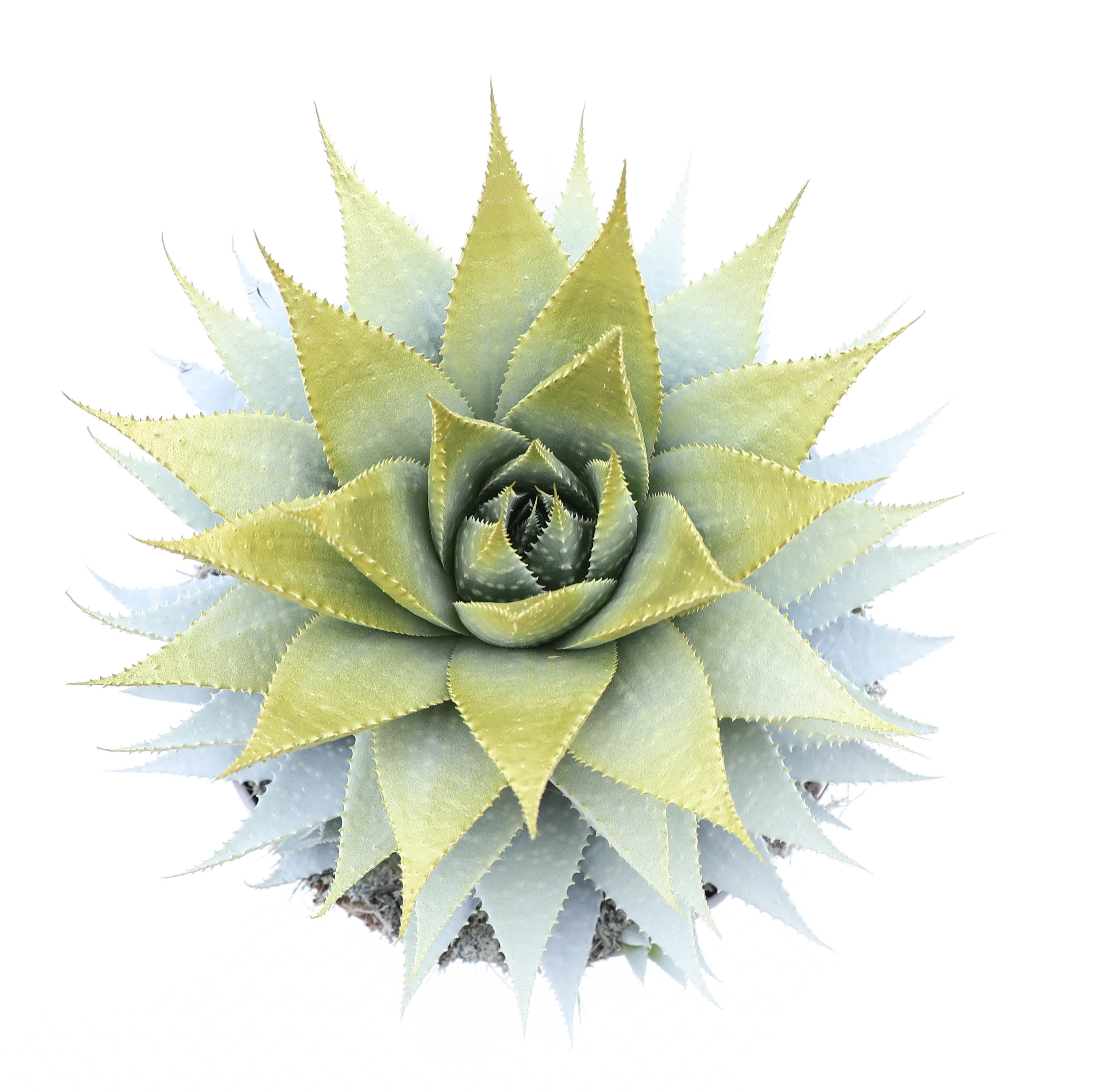 Aloe white + gold tips, D 17