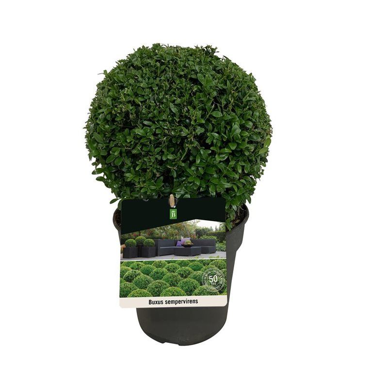 Buxus sempervirens, D 19