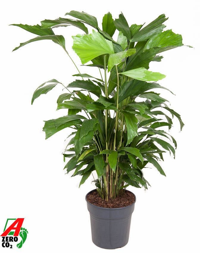 Caryota Mitis P24, D 24