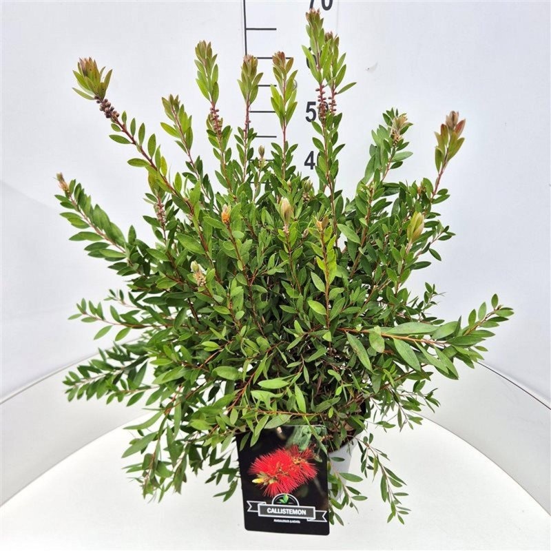 Callistemon rugulosus, D 29