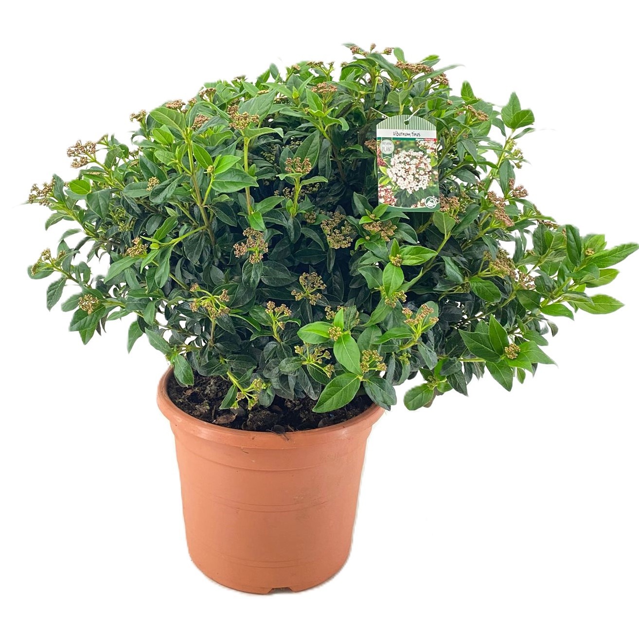 Viburnum tinus, D 27