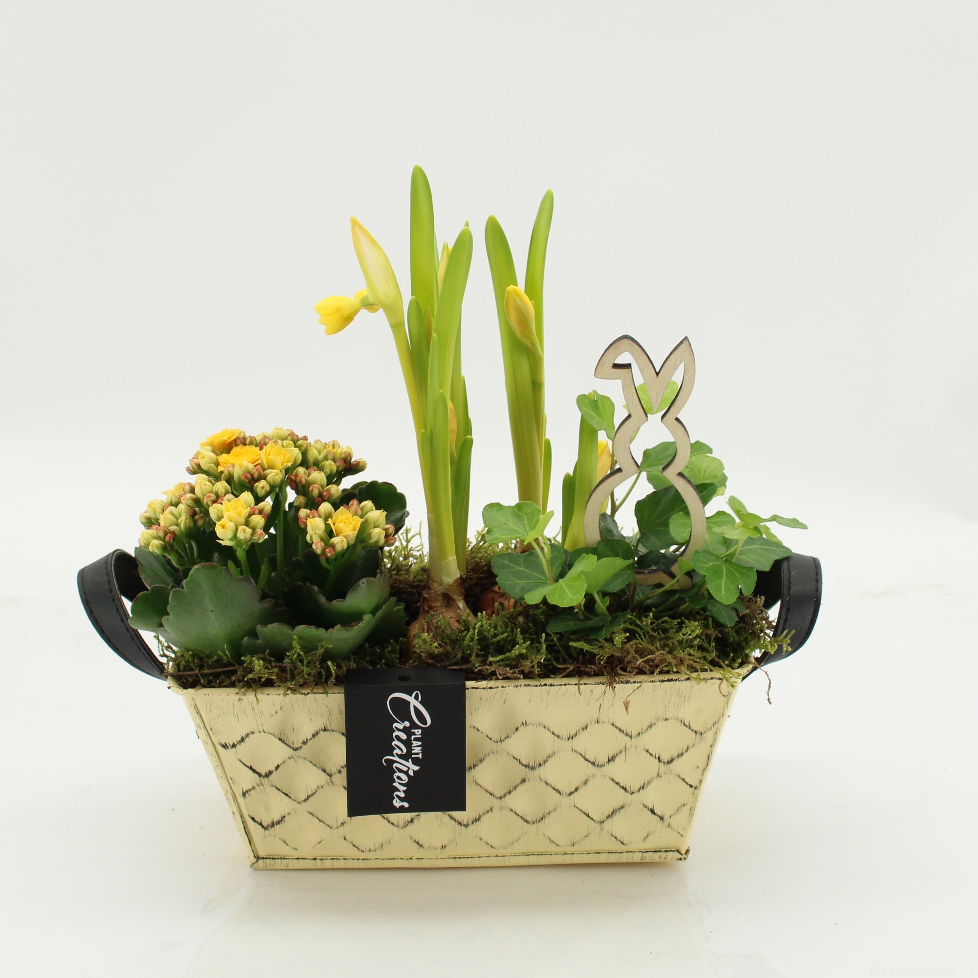 PNCR-2609M Paas narcis creatie, D 20