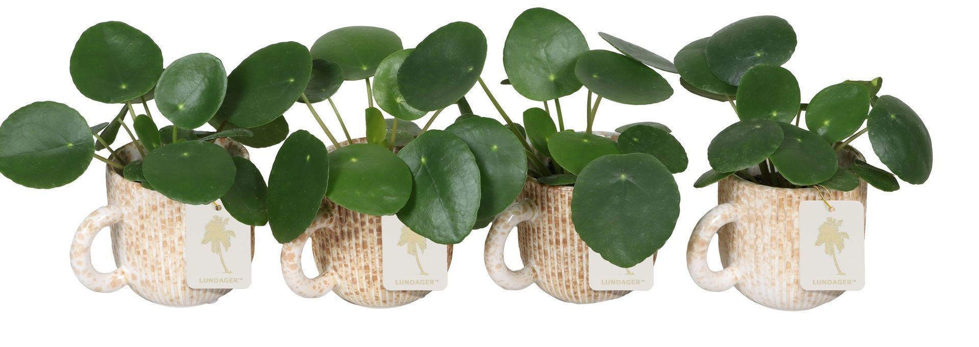 L 67196 With Pilea Peperomioides 6 cm, D 6