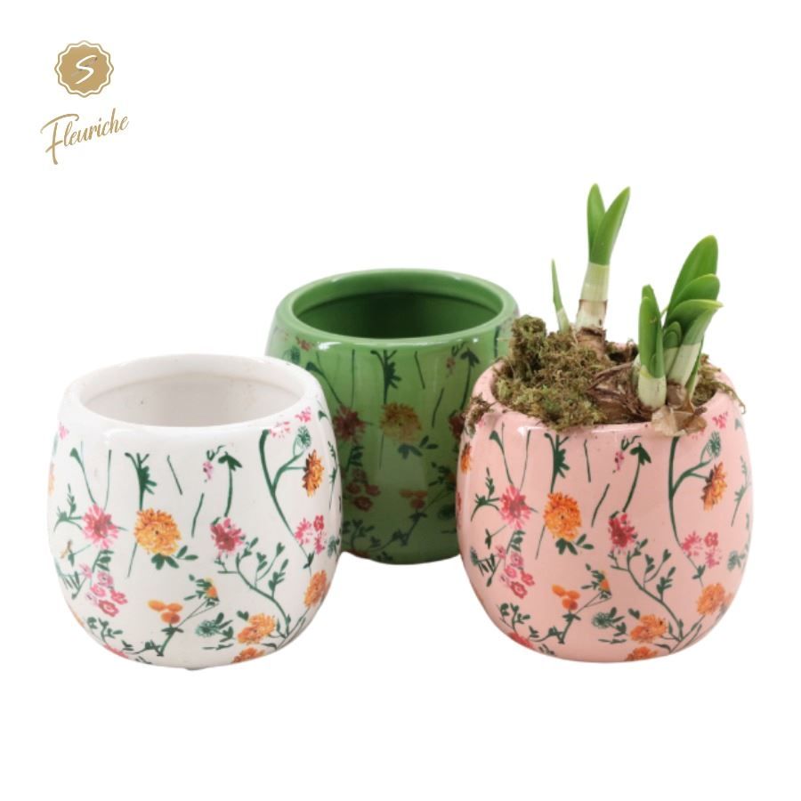 (1601) Narcissus Early Springtime [M] 1PP Mos, D 11