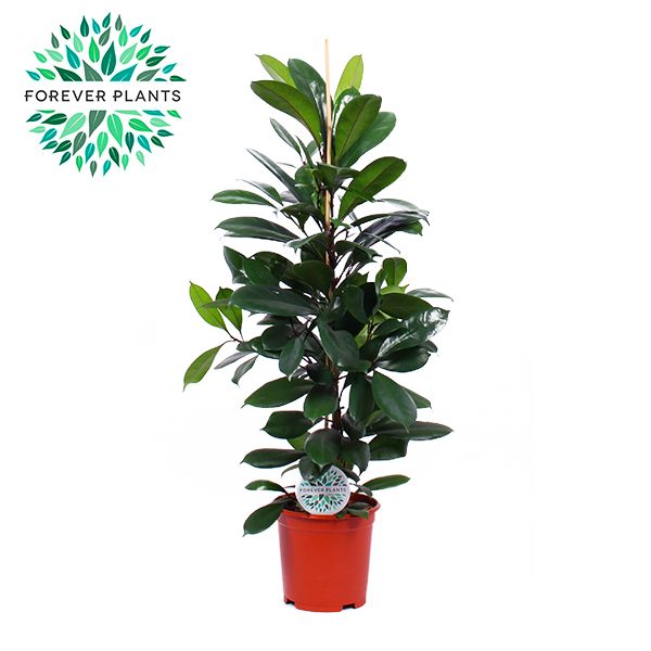 Ficus Cyathistipula p24, D 24