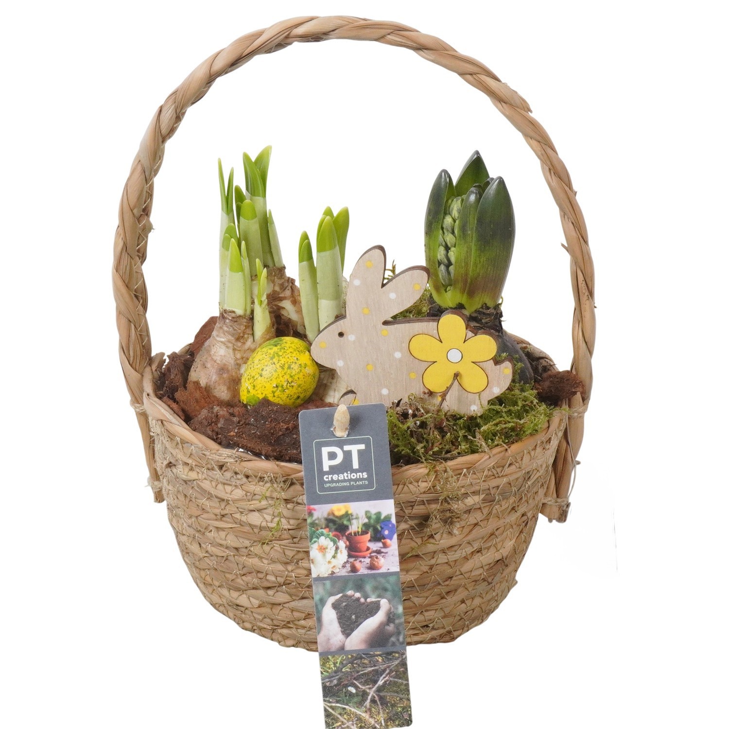 PTBMP5679 Arrangement Easter Bulbs Mix in rieten mand, D 15