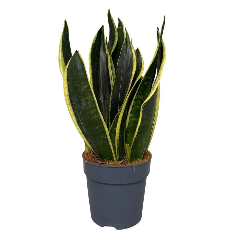 Sansevieria Black Gold 3pp, D 12