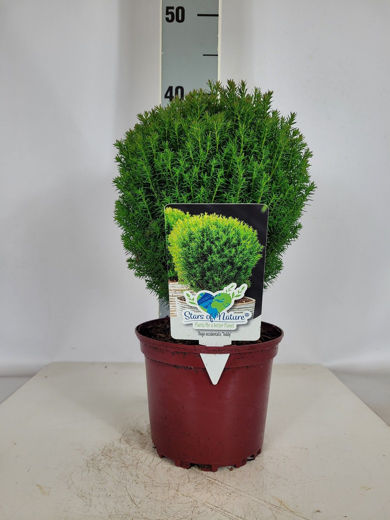 Thuja occidentalis Teddy P1,5 15-20, D 15