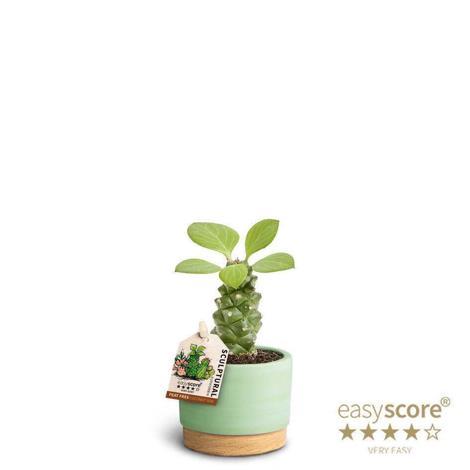 EUPHORBIA RITCHIEI 40617588 WB Matcha, D 7