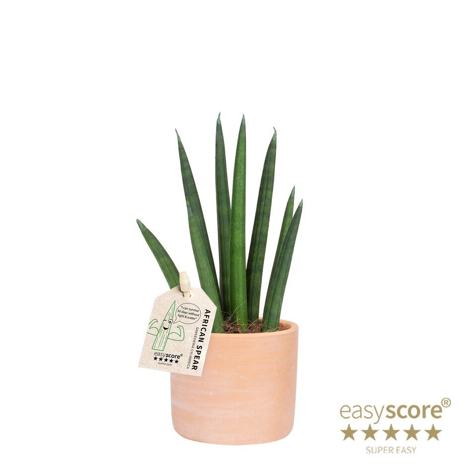 Raw Terracotta, Sansevieria ´Rocket´, D 7