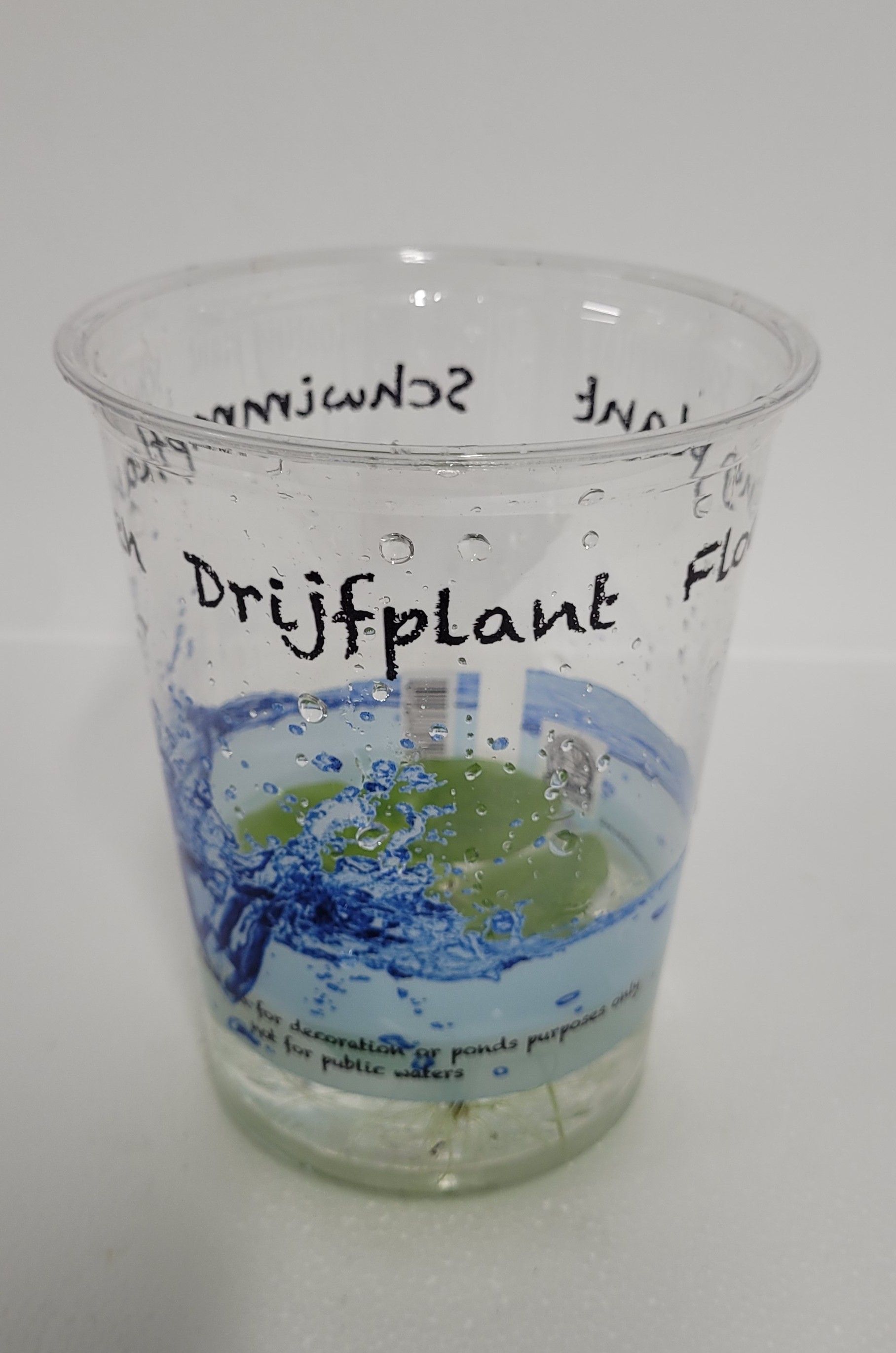 490-limnobium laevigatum, D 12