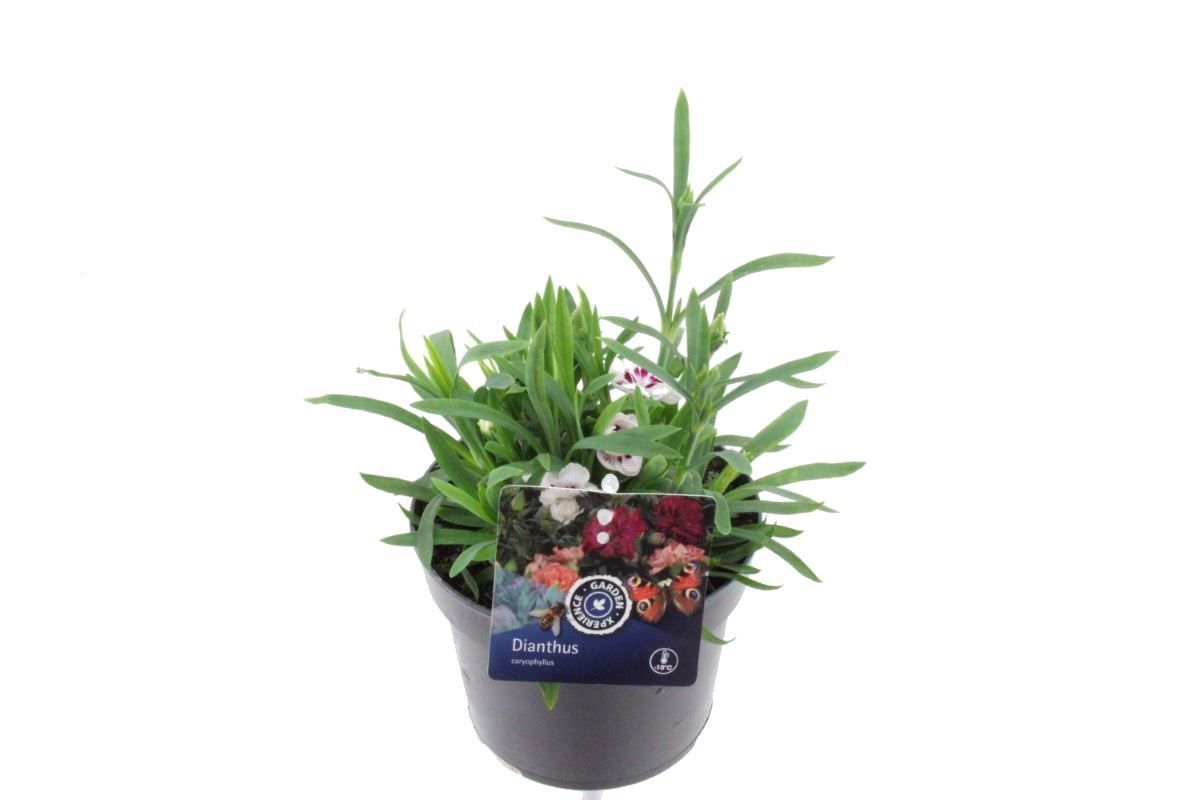 Dianthus caryophyllus Sprint Fancy White, D 13