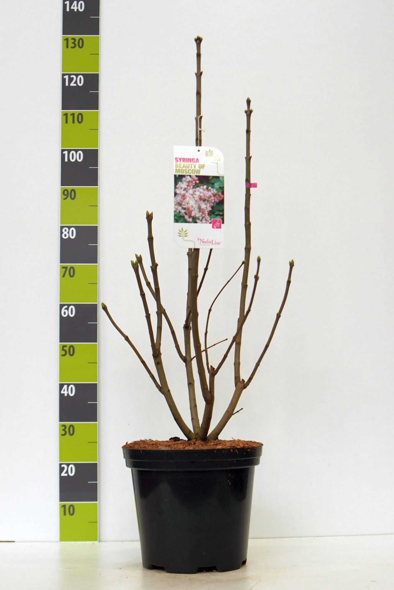 Syringa 'Beauty of Moscow' C 12, D 30