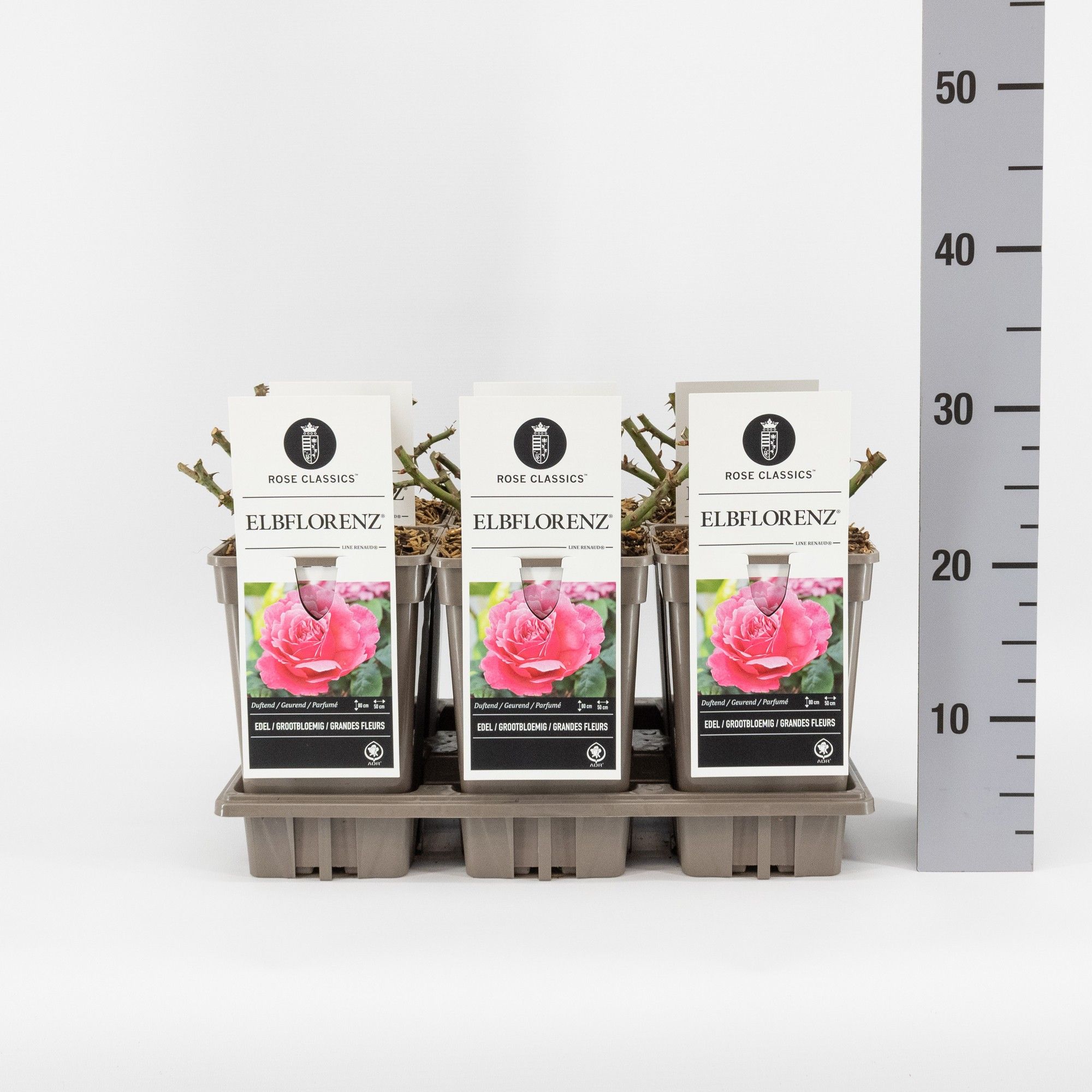 Rosa (TH) Elbflorenz ® (Line Renaud), C3, D 17