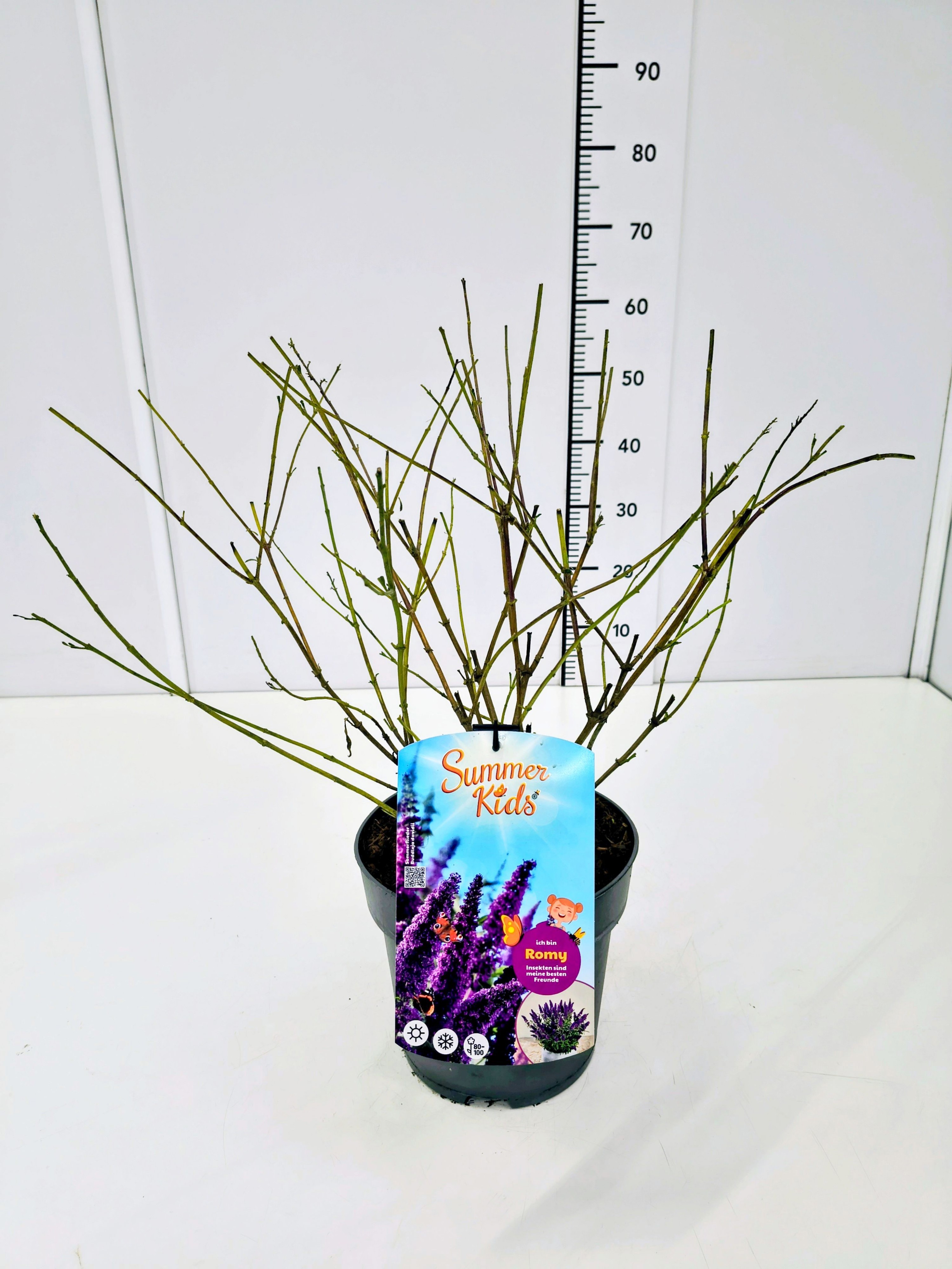 Buddleja d. 'Summer Kids® Romy' C5, D 23