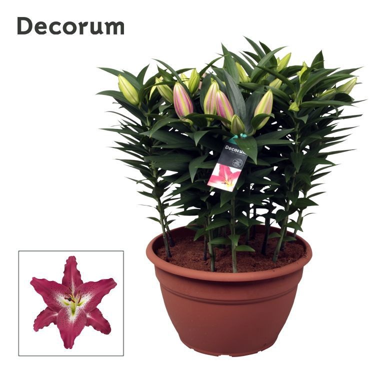 Lilium Or Entertainer XL 15pp, D 35