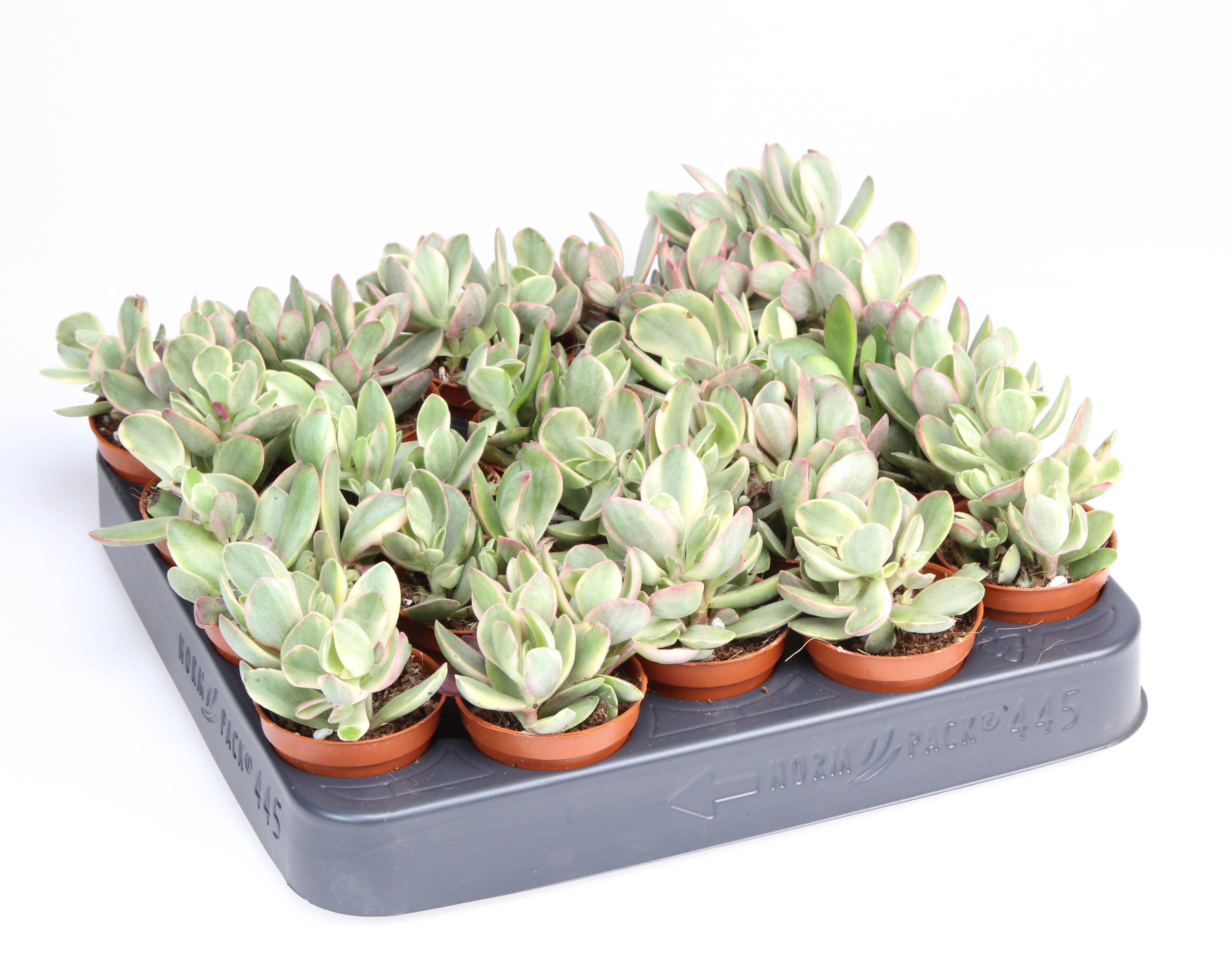 Crassula Moneymaker, D 5,5