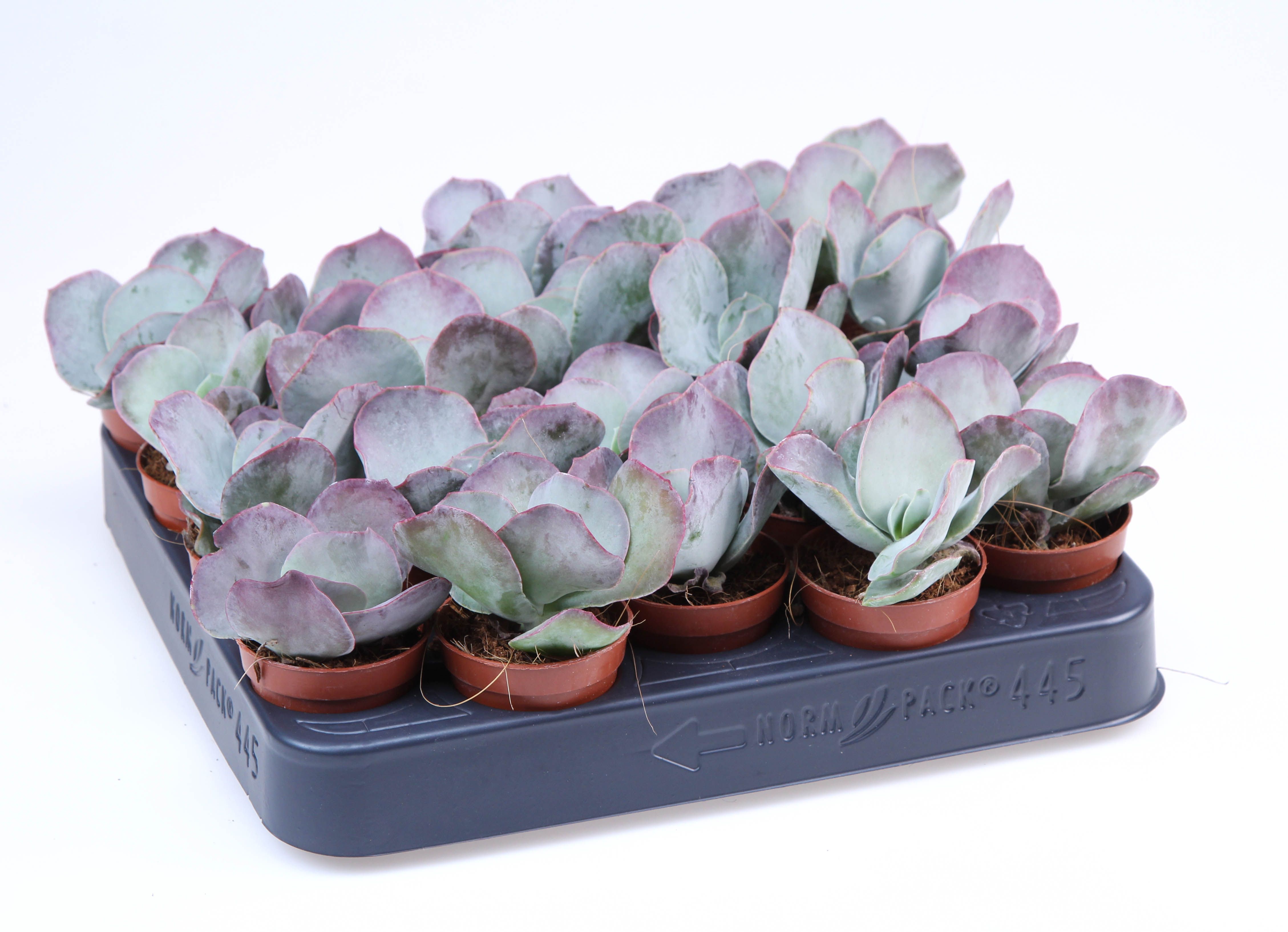 Cotyledon orbiculata Red flame, D 5,5