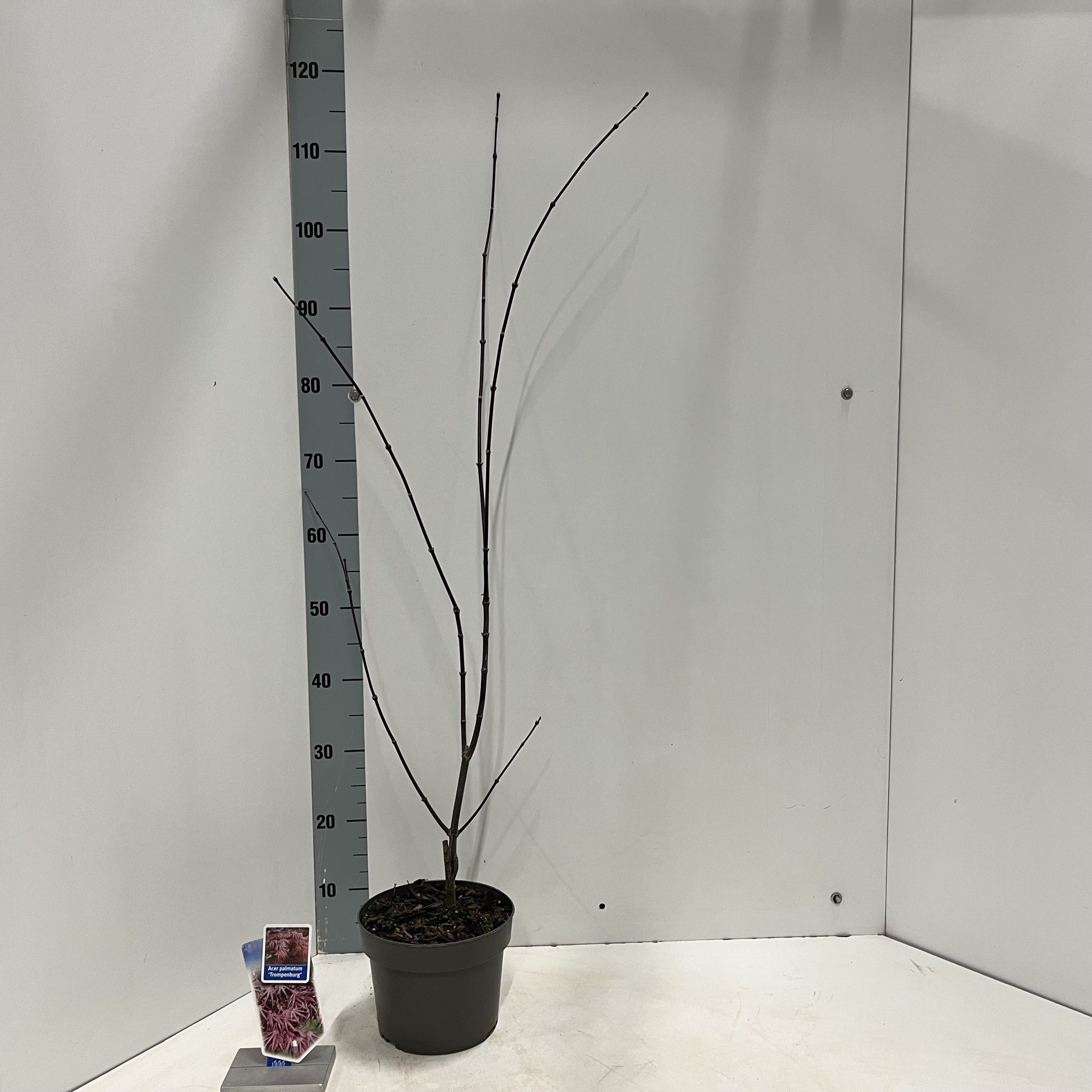 Acer pal. 'Trompenburg', D 19