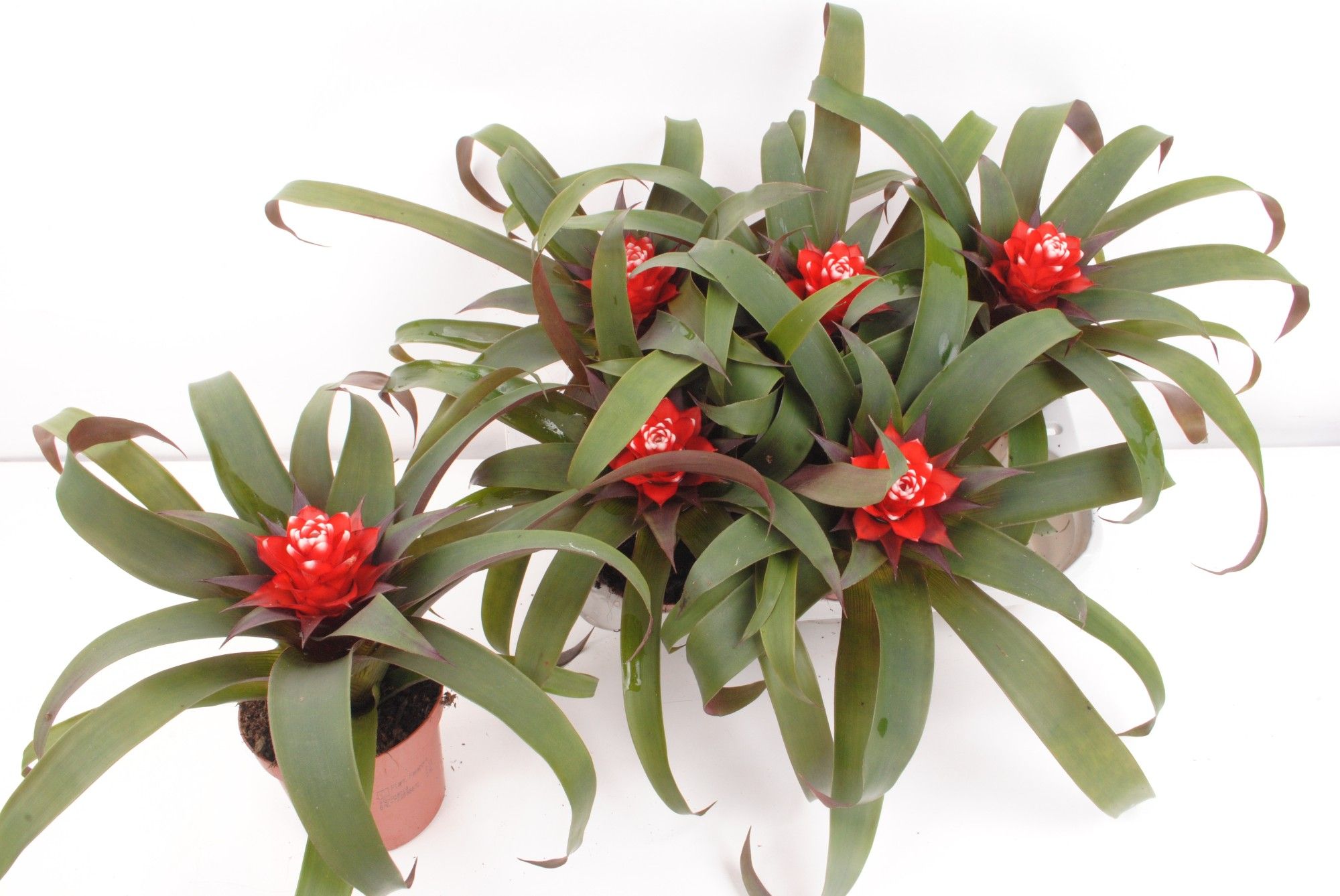 Guzmania Priscilla, D 9