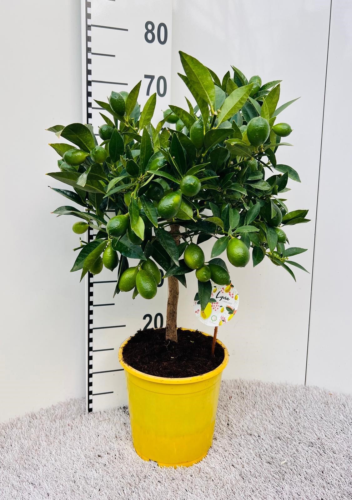 Citrus floridana Limon stem, D 21