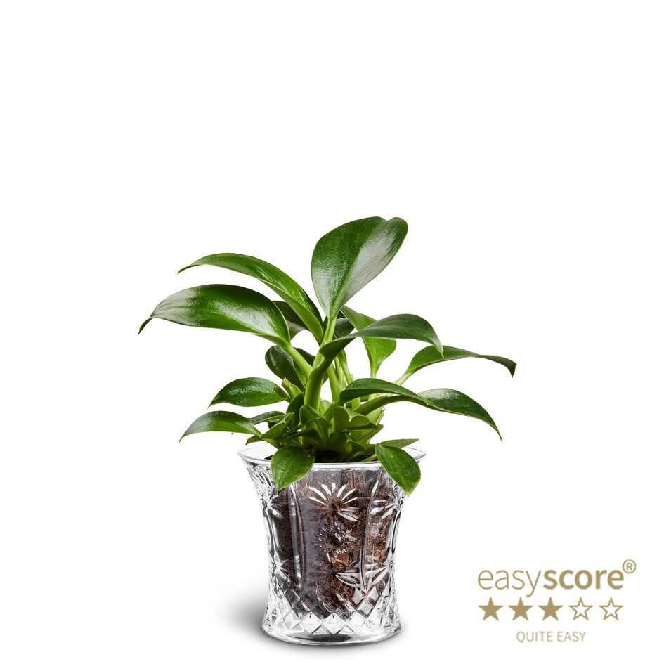 PHILODENDRON ERUBESCENS 40625017 Crystal 'GREEN PRINCESS', D 6