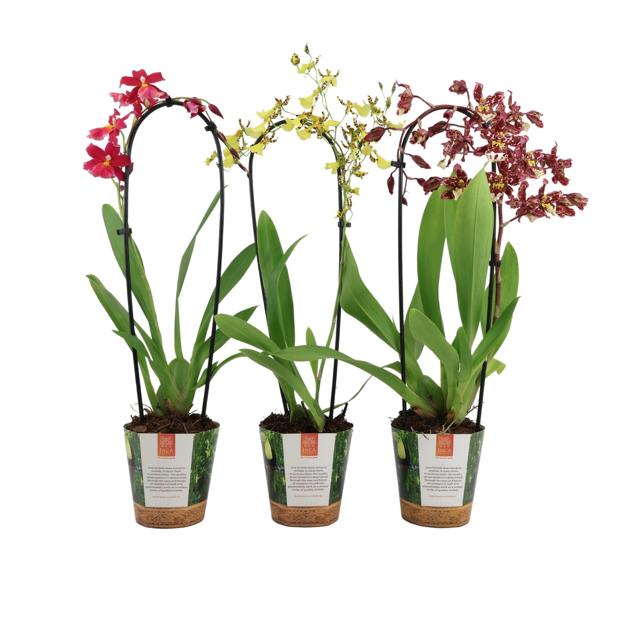 Inca Cambria mix Cascade in Jungle cover, D 12