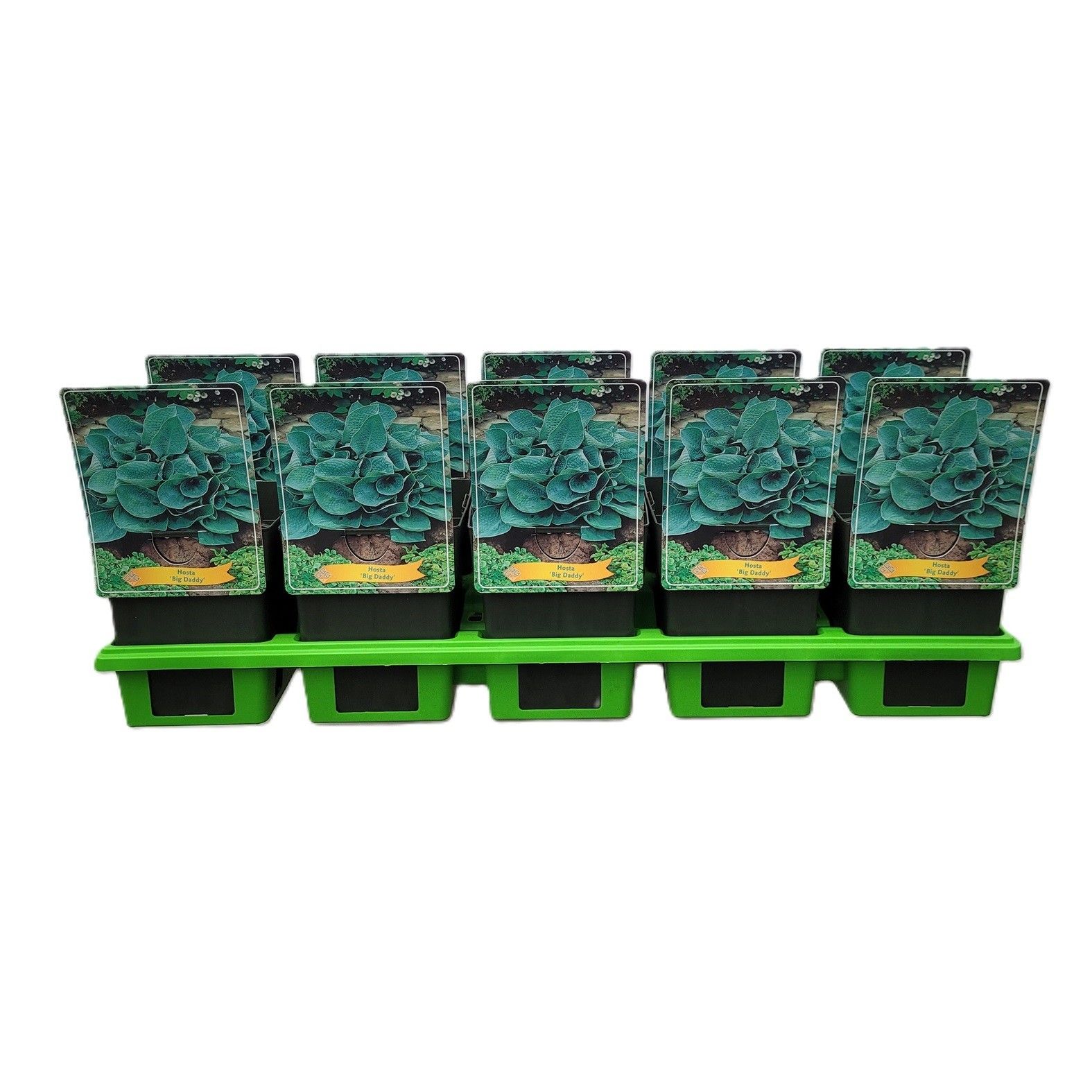 Hosta 'Big Daddy' P11, D 11