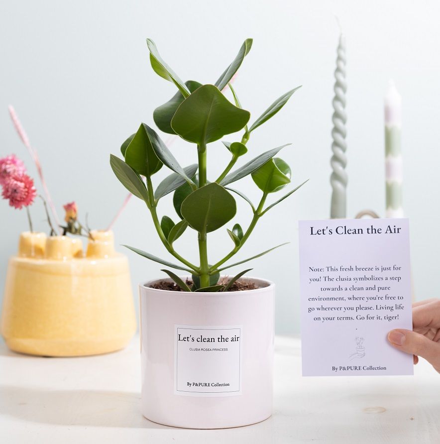 Clusia Rosea Gift "Let's clean the air" WITH GREETING CARD!!!, D 12