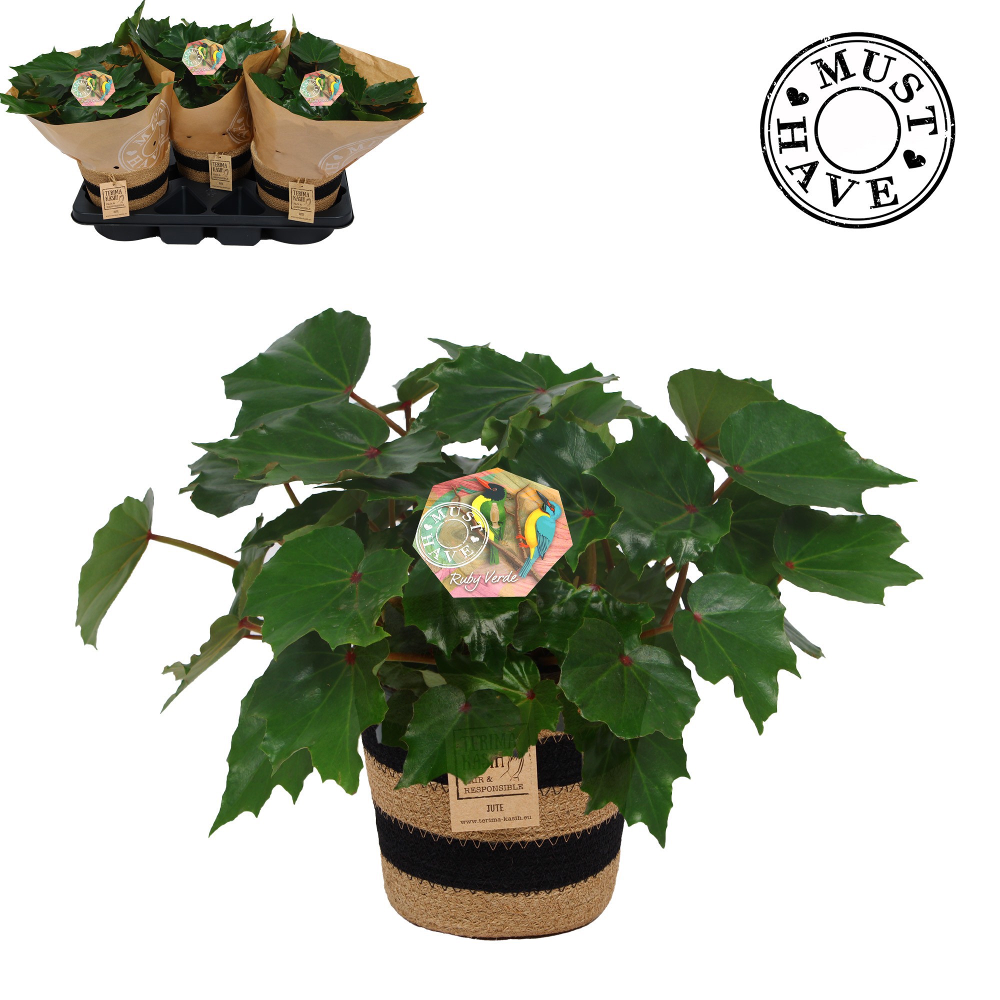 Bladbegonia Rex 17 Rubi Verde in jutte mand MUST HAVE, D 17