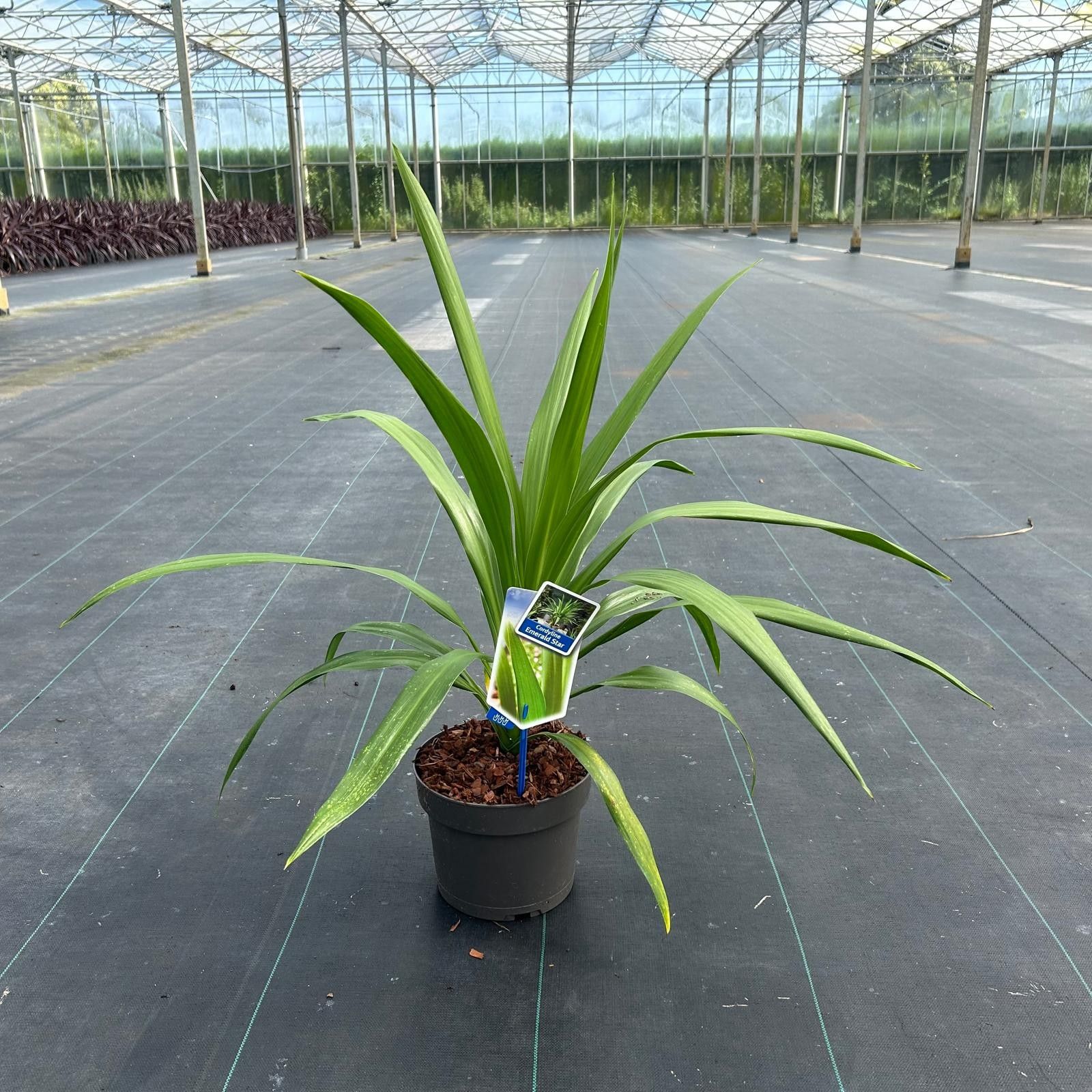 Cordyline Emerald Star ('Broadsword'PBR), D 19