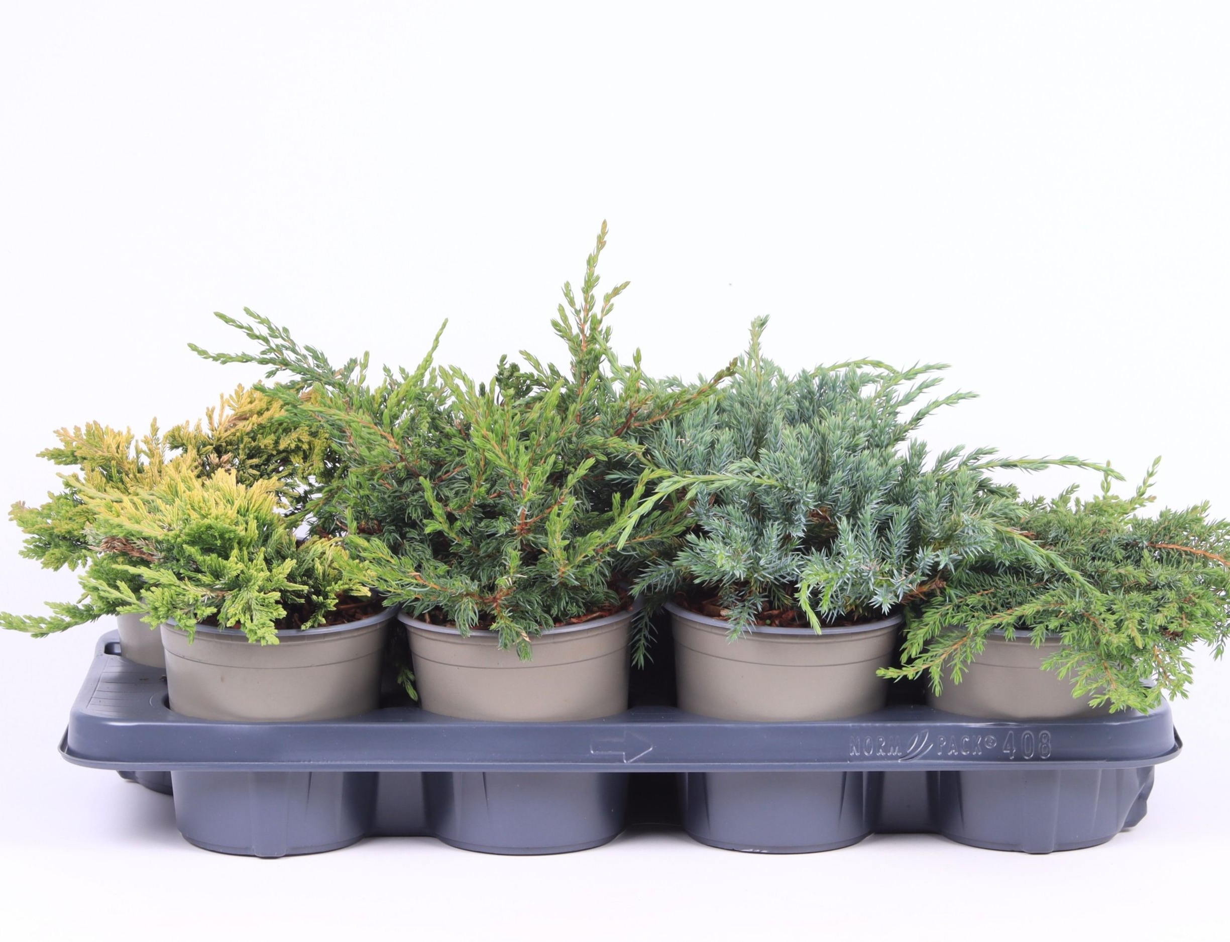 Platgroeiende mix P-13, D 13