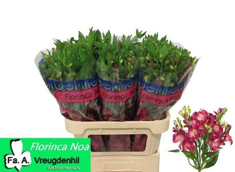 Альстромерия Ноа (розово-зел.), шт.