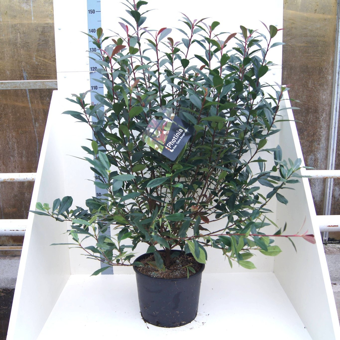 Photinia fraseri Carré Rouge, D 40