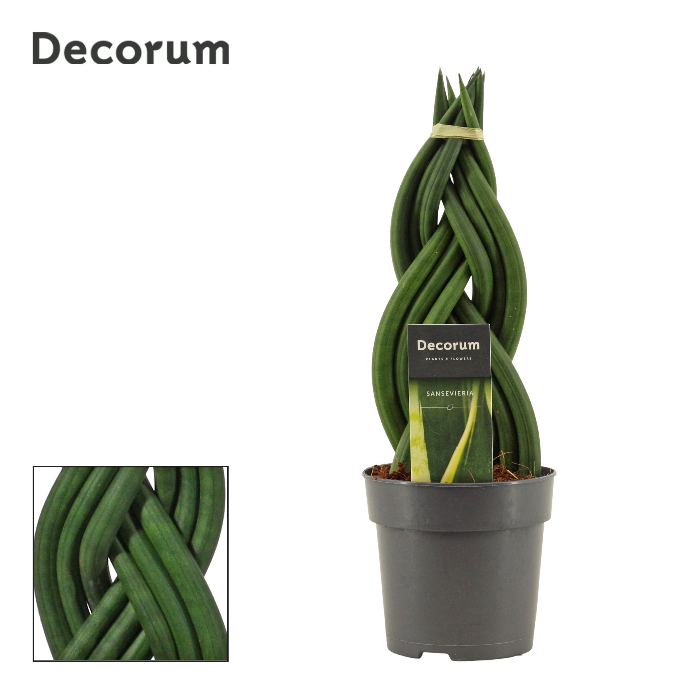 Sansevieria Cylindrica 12 cm Braid (Decorum), D 12