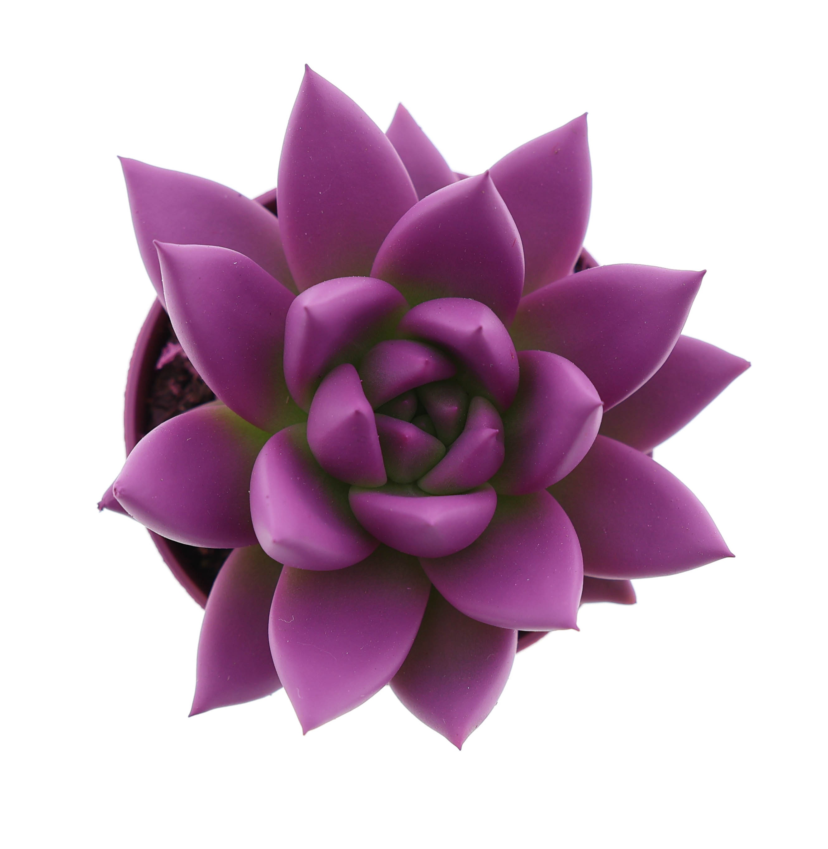 Rainbow fuchsia, D 5,5