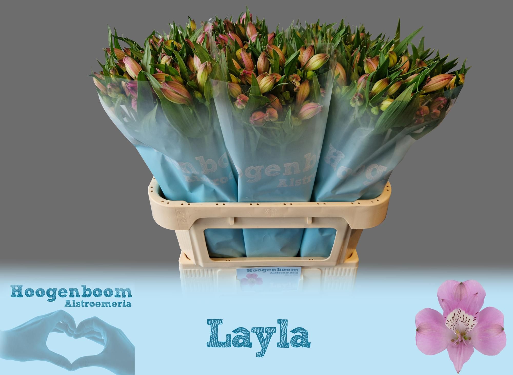 Альстромерия Лейла (лаванд.), шт.