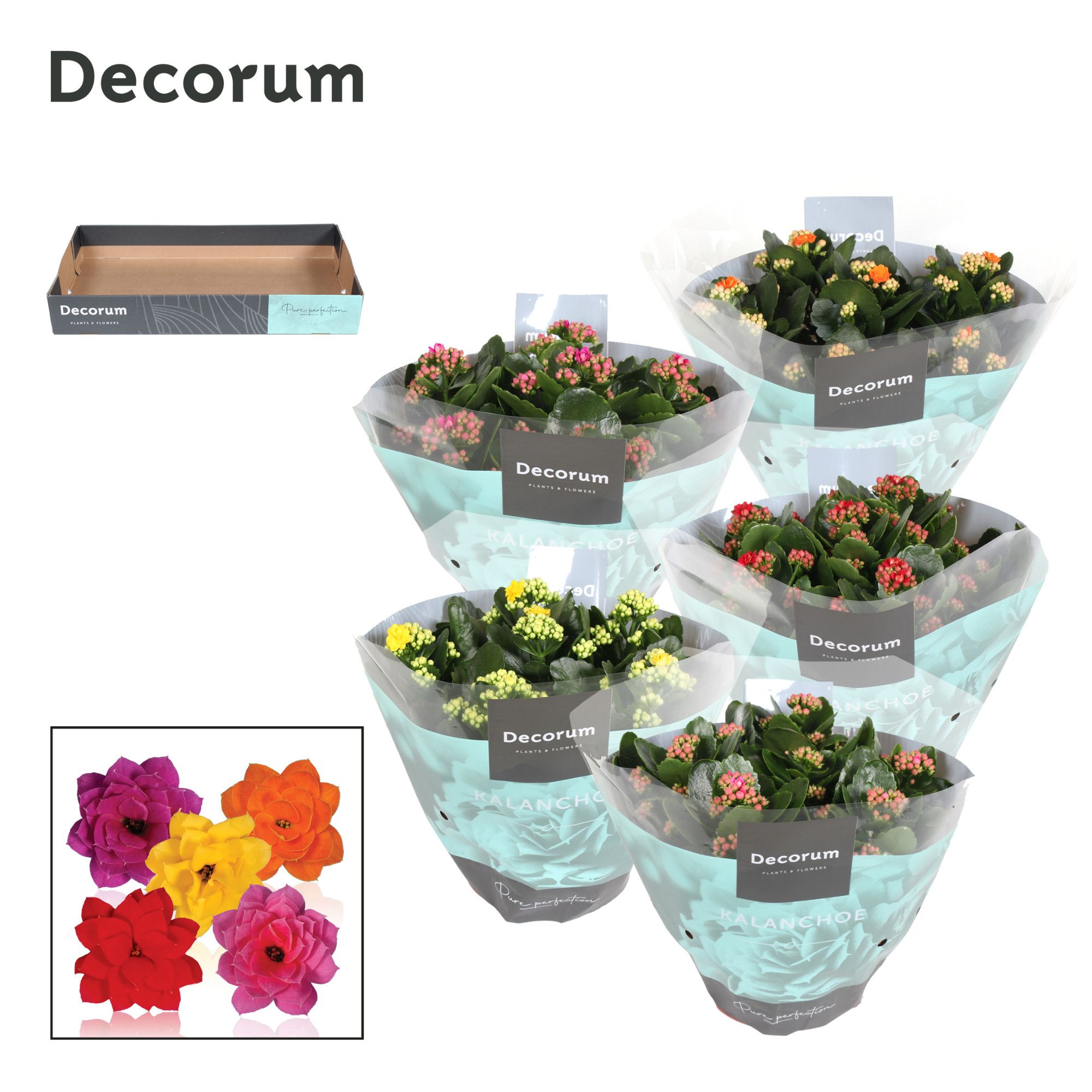 Kalanchoe Decorum - Mix, D 23