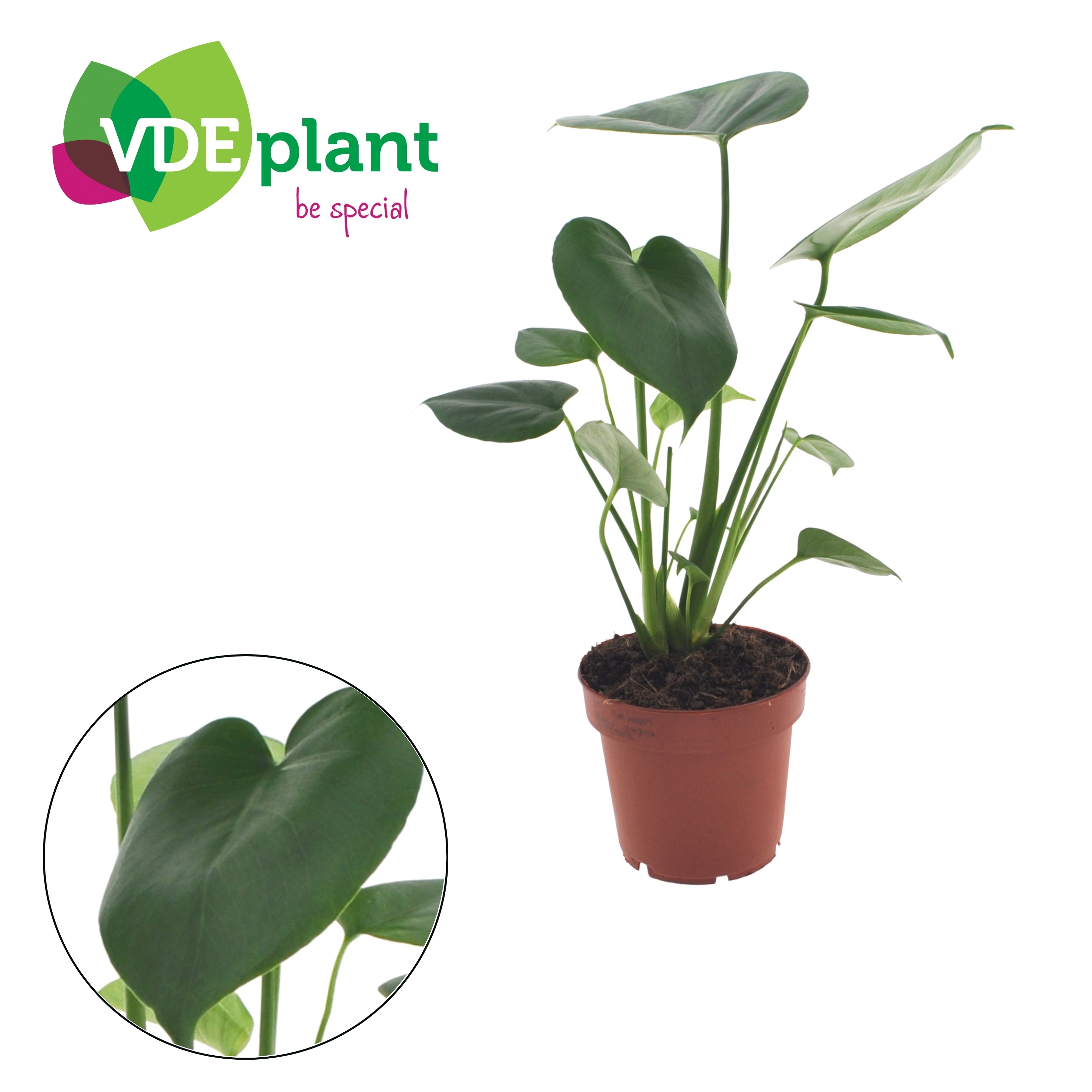 Monstera Tauerii 12cm, D 12