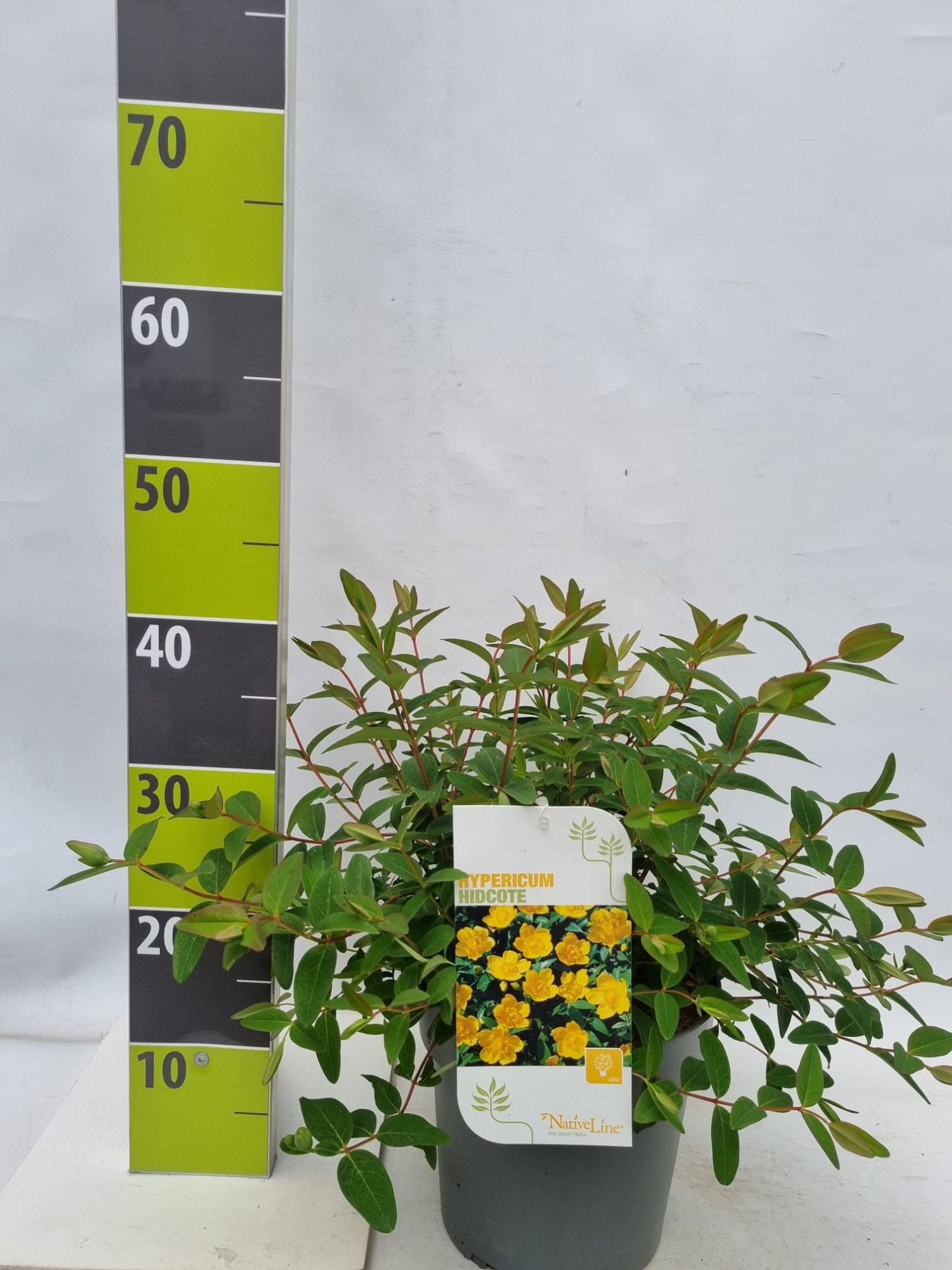 Hypericum 'Hidcote' C 4,6, D 23