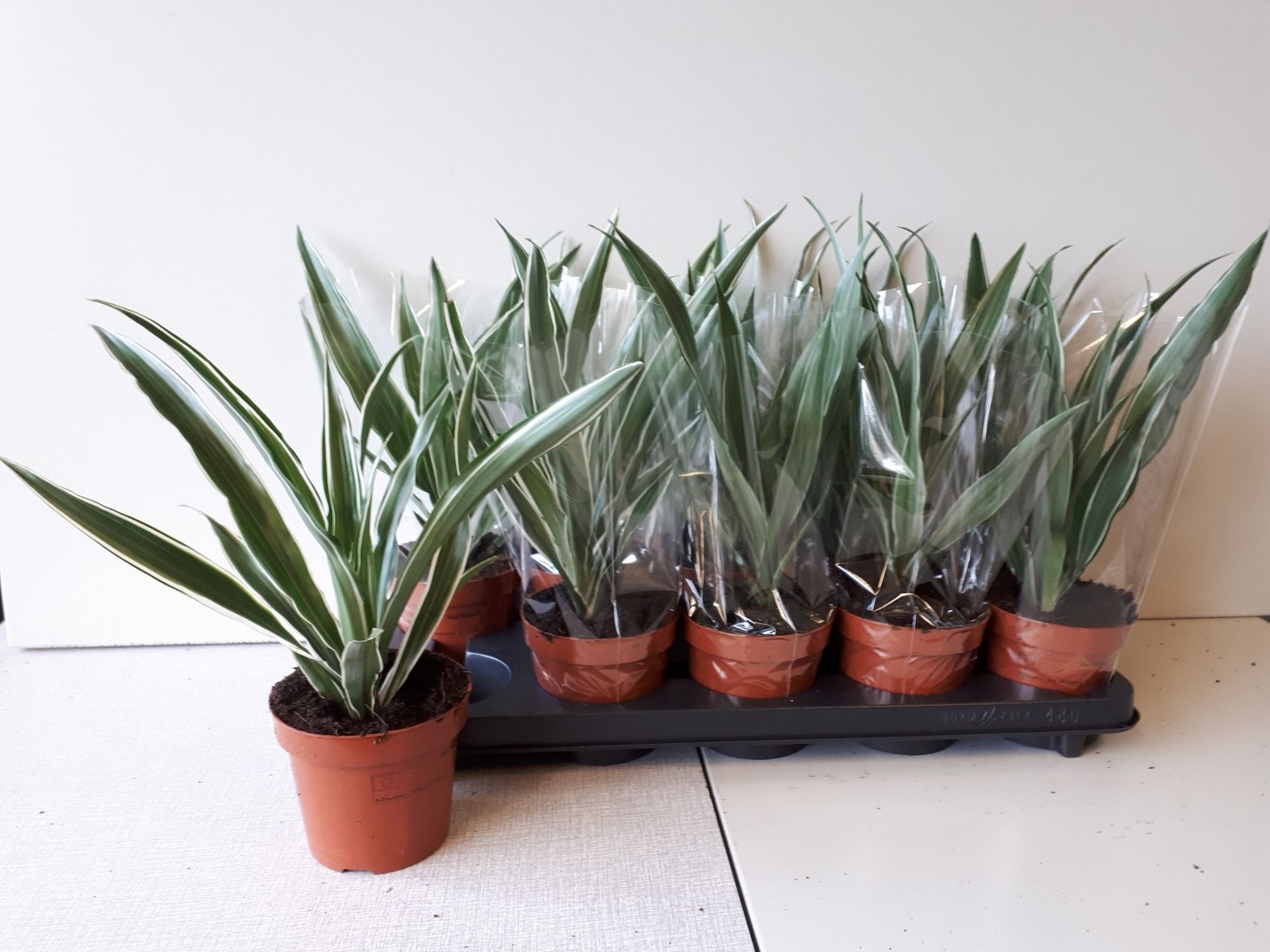 Dracaena fragrans (Deremensis Grp) Warneckei, D 12