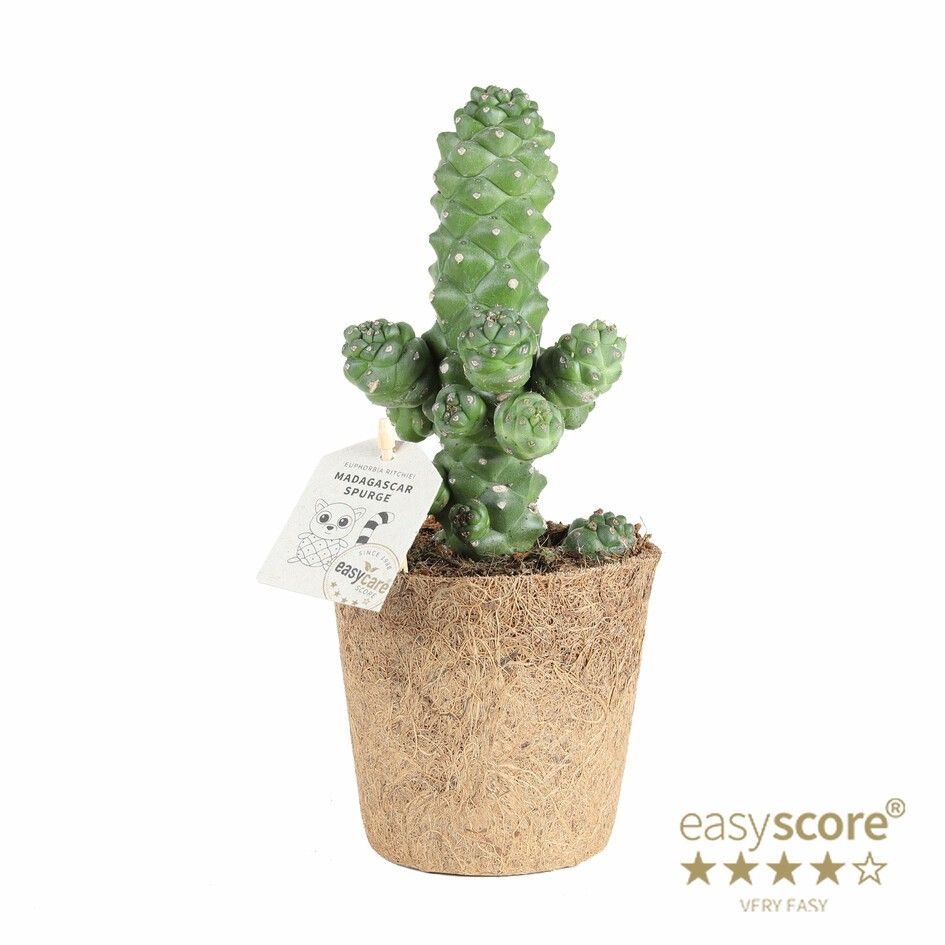 Euphorbia ritchiei - COCOZ, D 11