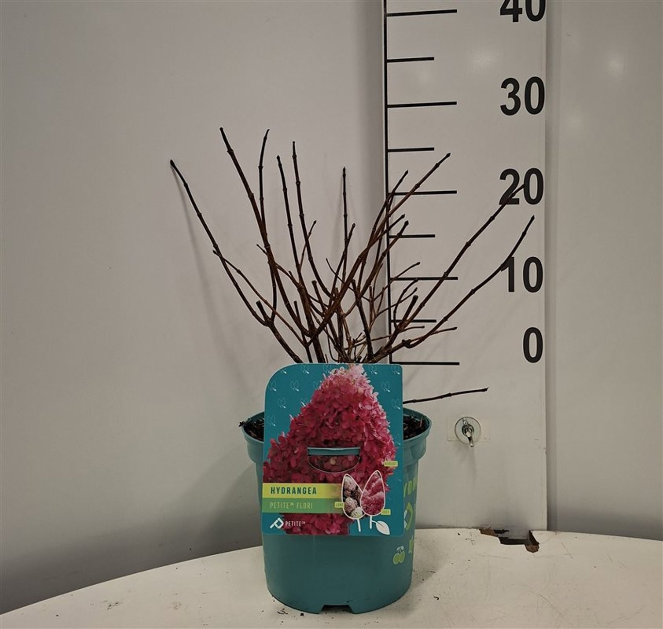 Hydrangea pan. 'Petite Flori'®, D 19