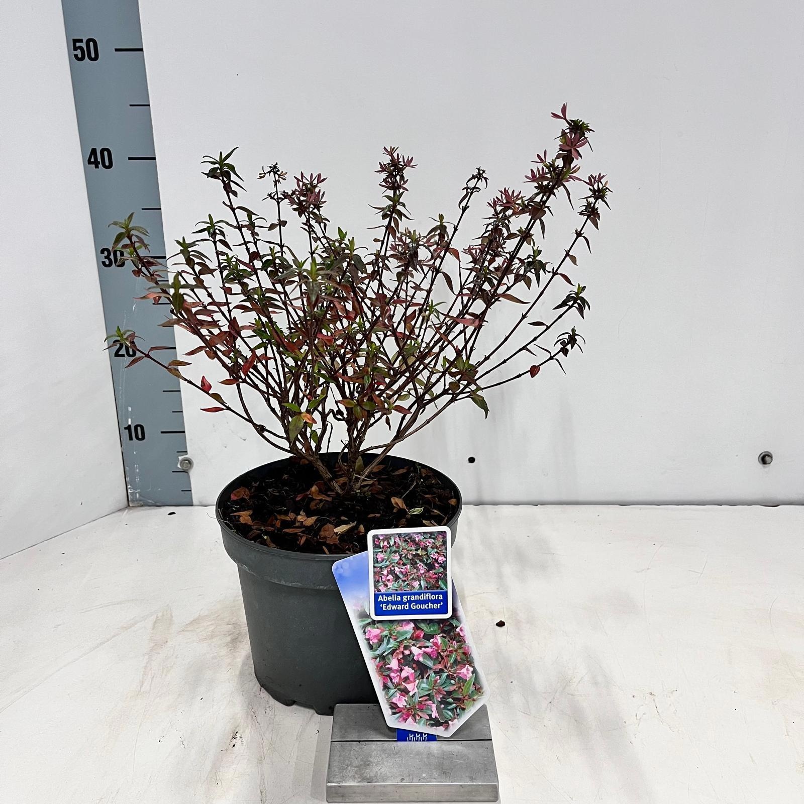 Abelia ‘Edward Goucher’, D 19